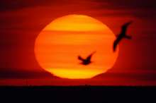 солнце закат чайки