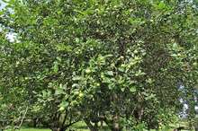 Купчино Яблоневый сад