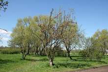 Яблоневый сад в Купчино