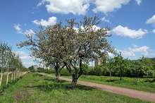 Яблоневый сад в Купчине